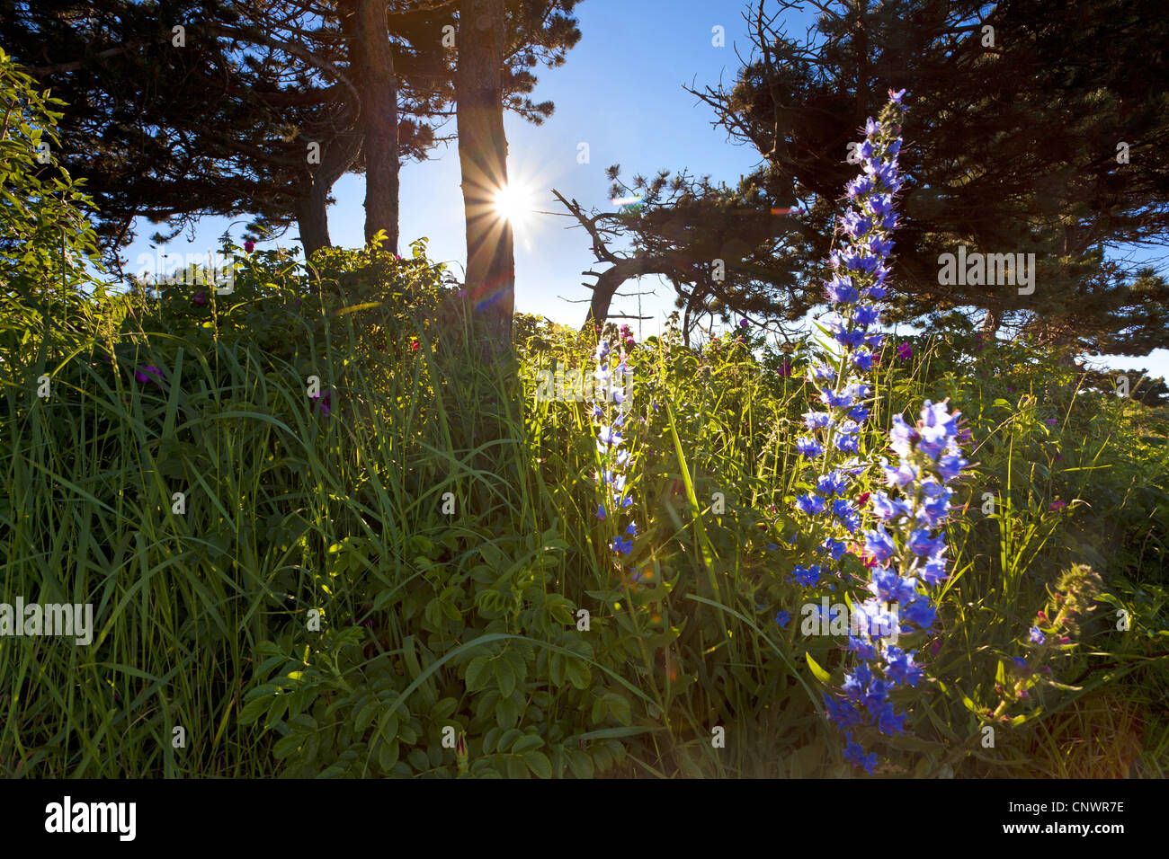 blueweed, blue devil, viper's bugloss, common viper's-bugloss (Echium vulgare), in backlight among trees and grass, Germany, Mecklenburg-Western Pomerania, Hiddensee Stock Photo