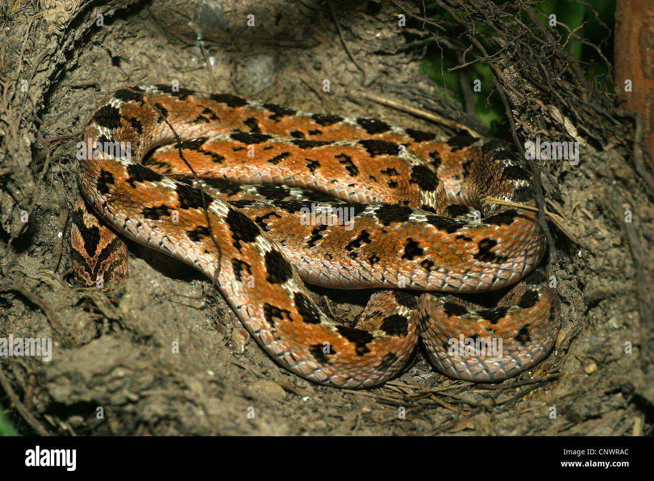 egg-eating snake, African egg-eating snake (Dasypeltis scabra), lying in a hollow Stock Photo