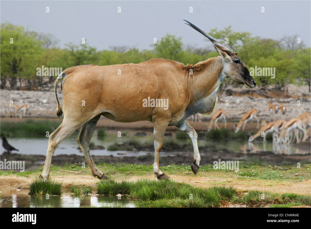 Common eland, Southern Eland (Taurotragus oryx, Tragelaphus oryx), walking at a waterhole Stock Photo