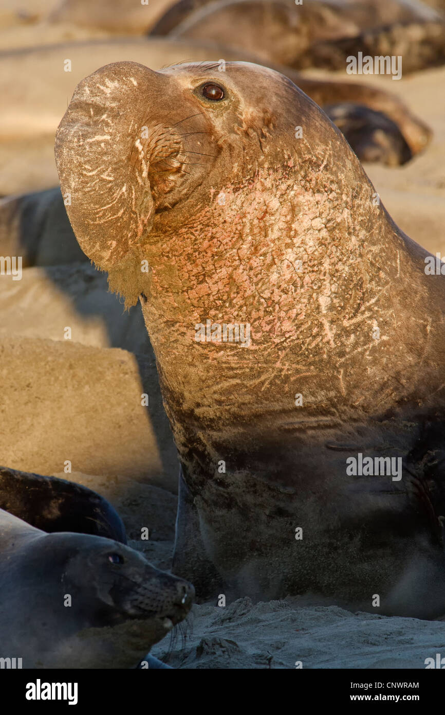 Northern Elephant Seal - male beach master Stock Photo - Alamy