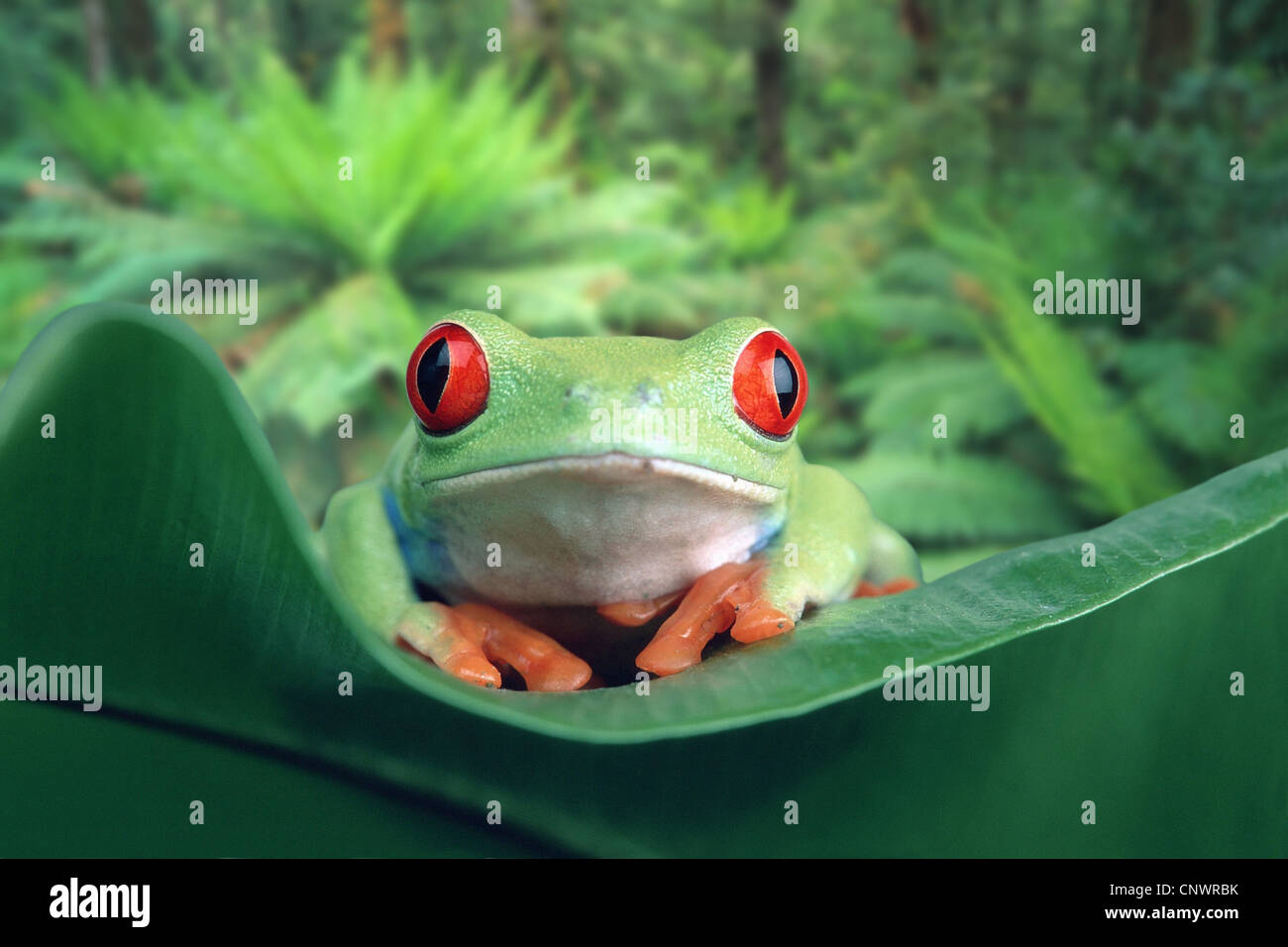 red-eyed treefrog, redeyed treefrog, redeye treefrog, red eye treefrog, red eyed frog (Agalychnis callidryas), sitting on a leaf in the rain forest Stock Photo