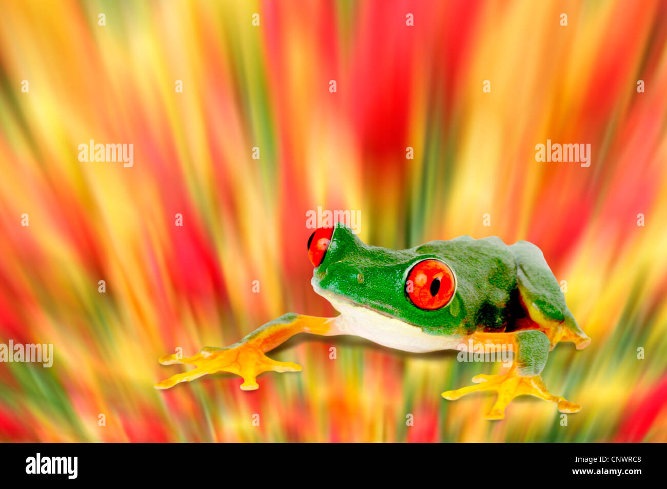 red-eyed treefrog, redeyed treefrog, redeye treefrog, red eye treefrog, red eyed frog (Agalychnis callidryas), in front of screaming moving background Stock Photo