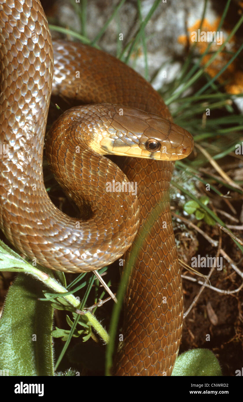 Aesculapian snake (Elaphe longissima), portrait Stock Photo