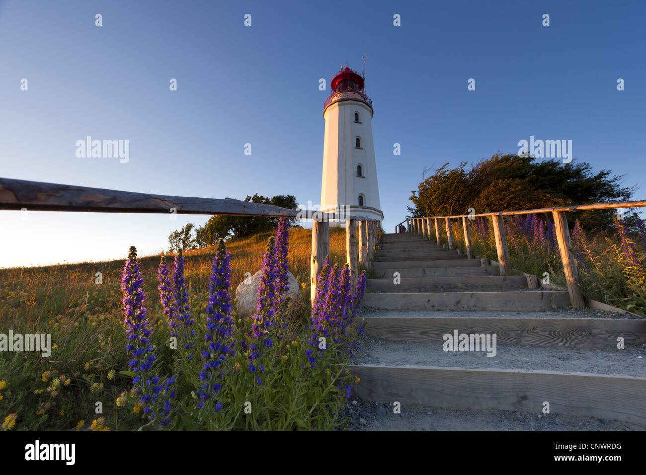 blueweed, blue devil, viper's bugloss, common viper's-bugloss (Echium vulgare), stairs to the lighthouse in the sunset, Germany, Mecklenburg-Western Pomerania, Hiddensee, Kloster Stock Photo