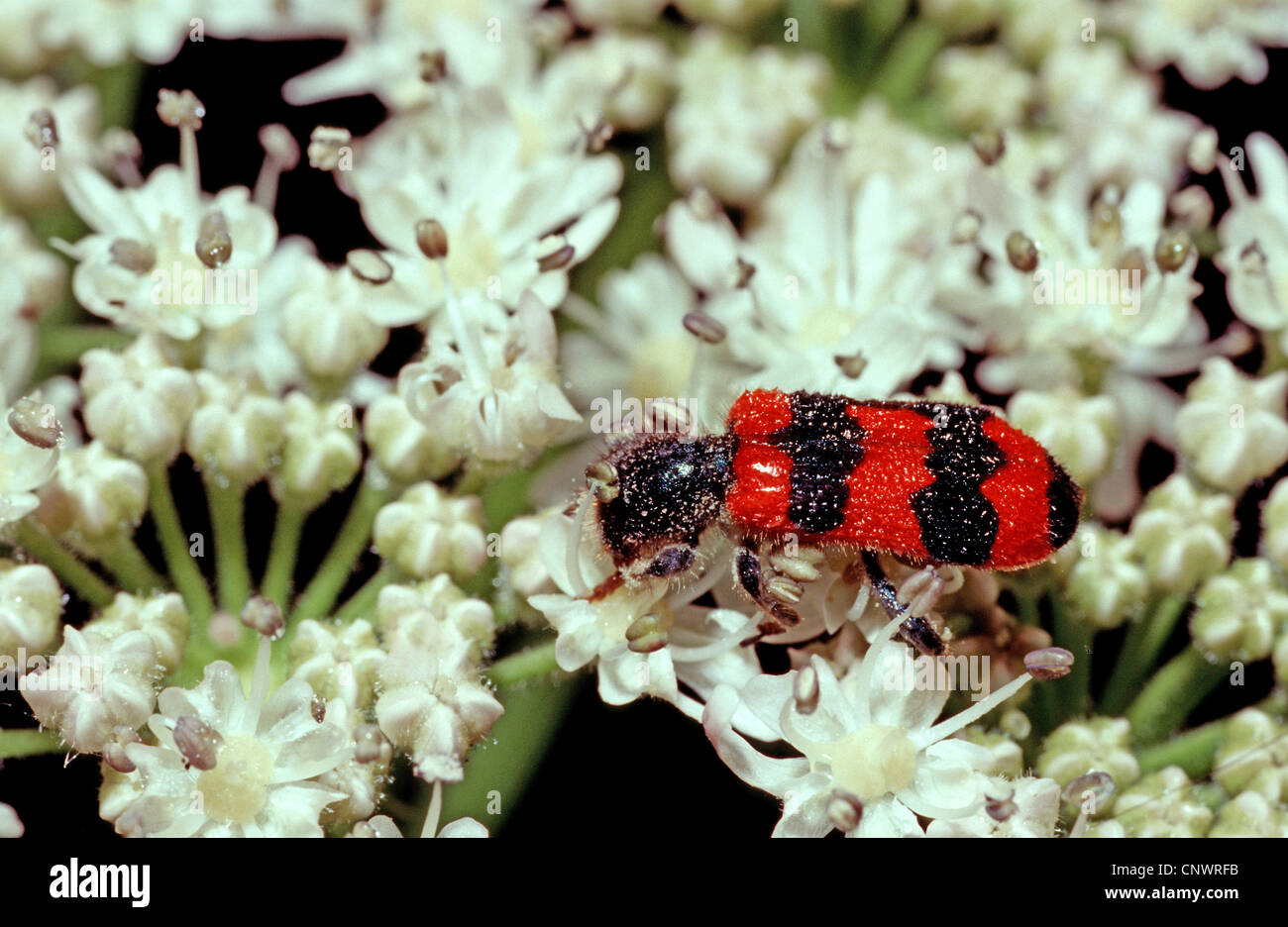 bee beetle, bee wolf (Trichodes apiarius), crawling on a umbellifer, Germany Stock Photo