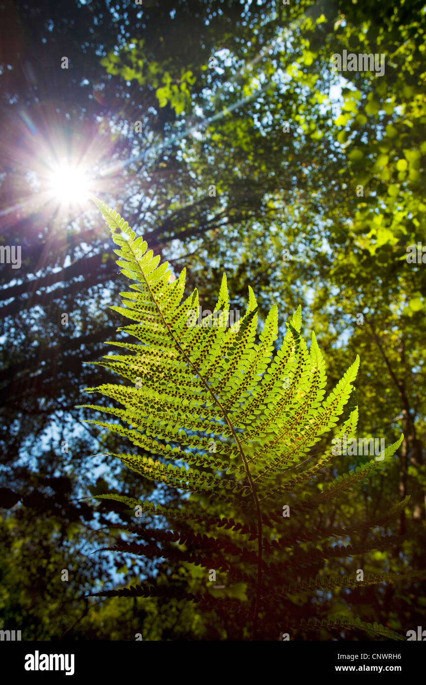 Sun lighting a fern hires stock photography and images Alamy