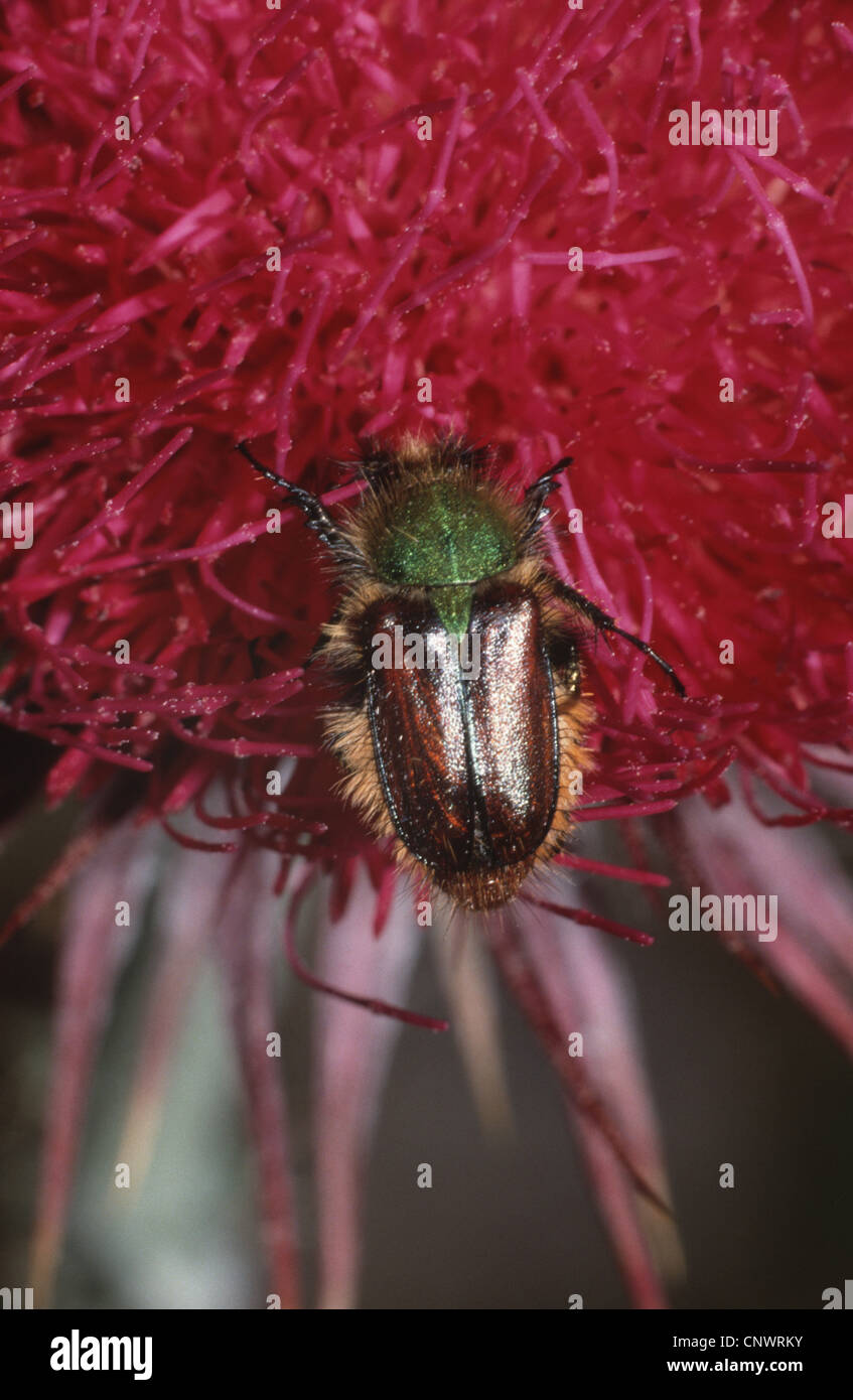 Pygopleurus orientalis hires stock photography and images Alamy