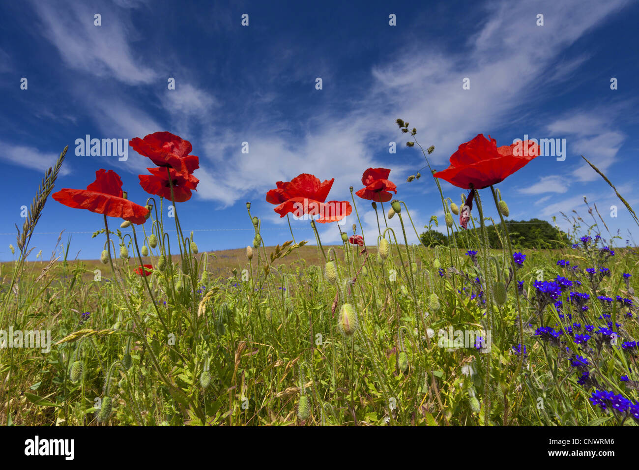common bugloss, common alkanet (Anchusa officinalis), blooming at the edge of a meadow with common poppy, Germany, Mecklenburg-Western Pomerania, Hiddensee Stock Photo