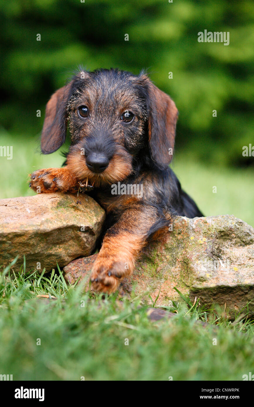 dachshund, sausage dog, domestic dog (Canis lupus f. familiaris), puppy on stones NOT AVAILABLE FOR USE AS BOOK COVER AND IN ANIMAL ADVISERS, Germany Stock Photo
