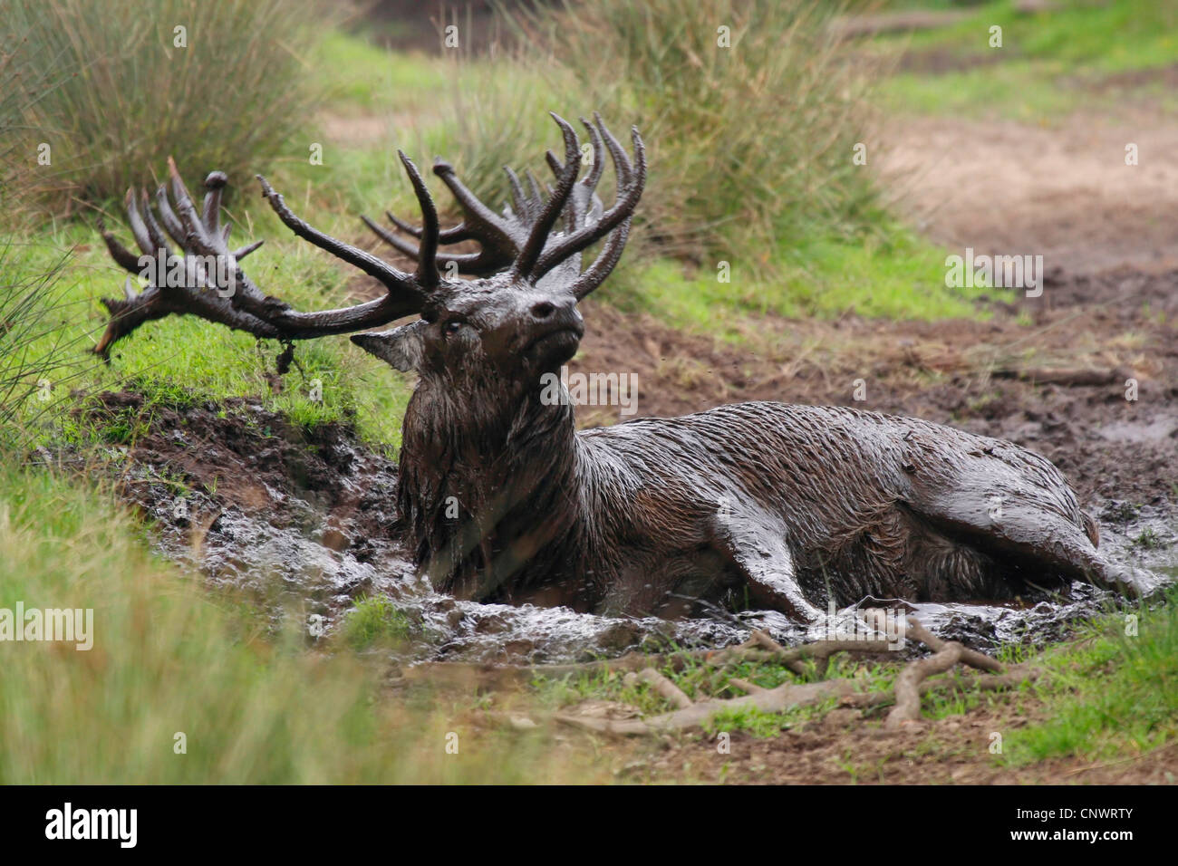 red deer (Cervus elaphus), male wallowing in a mud hole, Germany Stock Photo