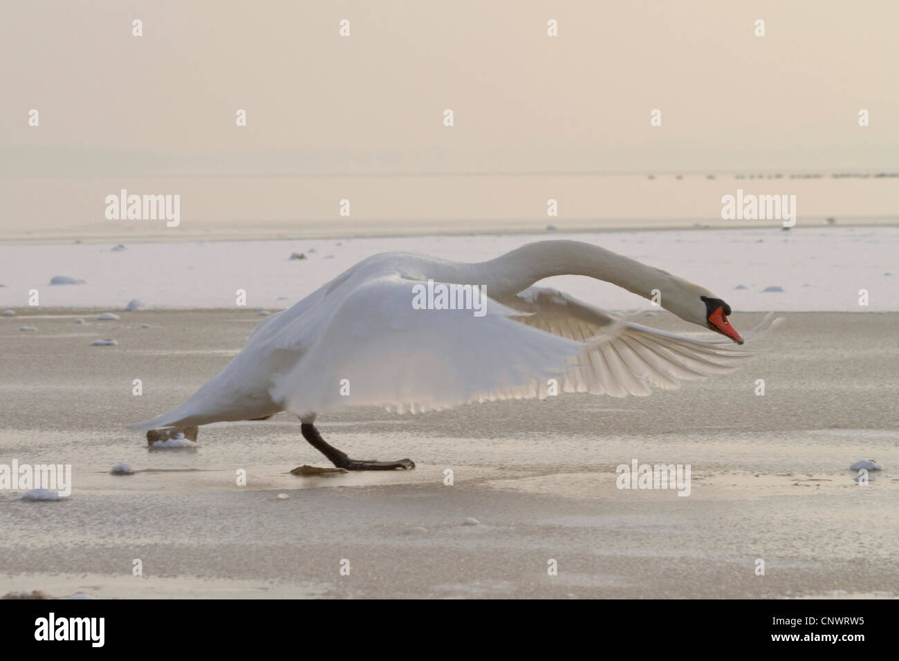 mute swan (Cygnus olor), male landing on ice, Germany, Bavaria, Chiemsee Stock Photo
