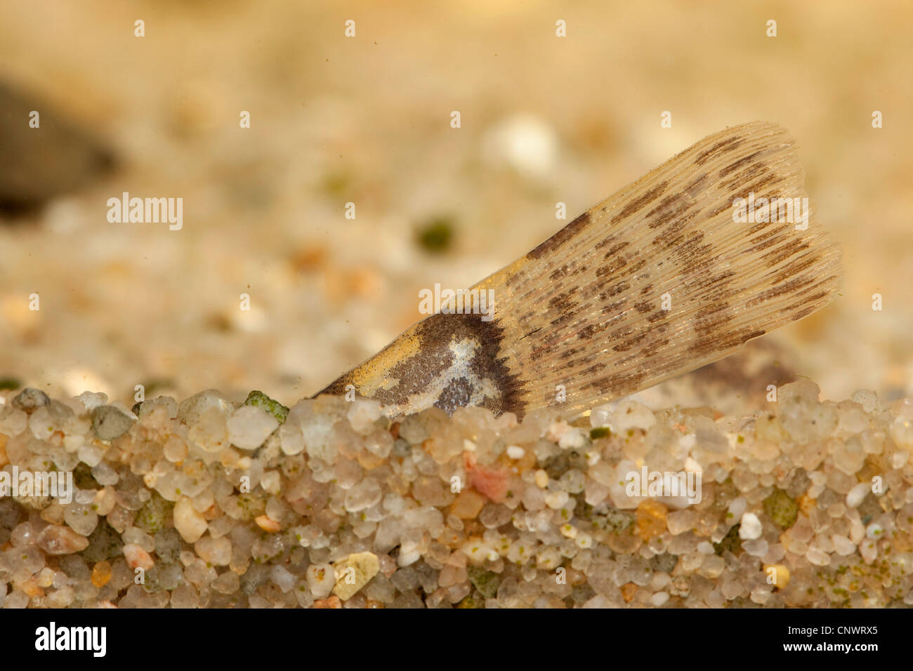 golden loach (Cobitis aurata), fish dug into sand ground with the tail fin sticking out Stock Photo