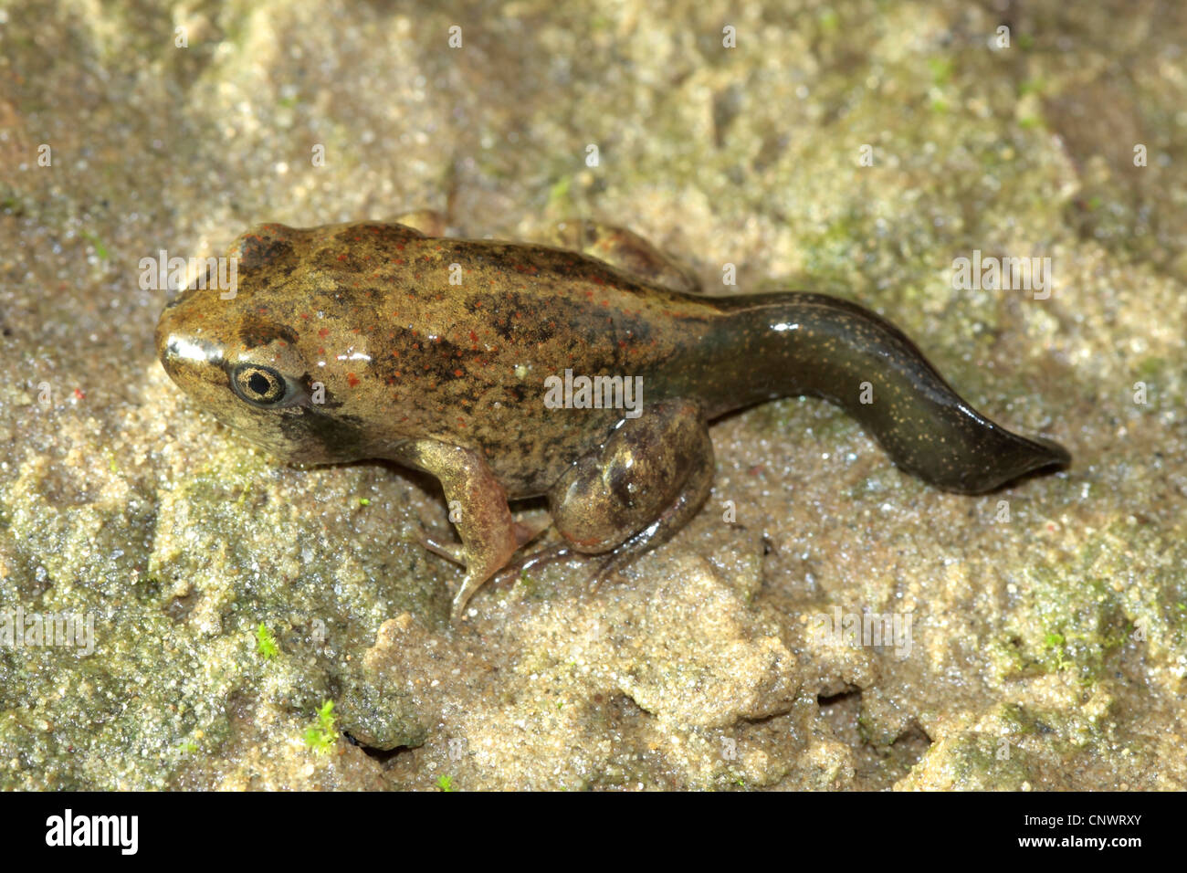common spadefoot, garlic toad (Pelobates fuscus), juvenile with remains of the tail, Germany Stock Photo