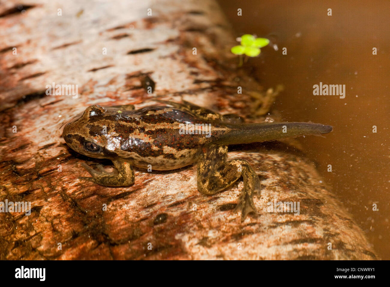 common spadefoot, garlic toad (Pelobates fuscus), juvenile going ashore after the methamorphosis, Germany Stock Photo