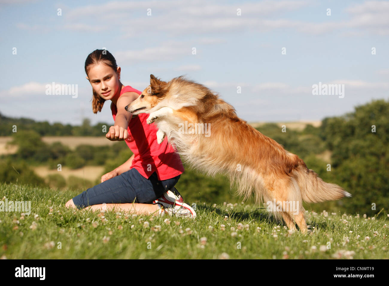 Shetland Sheepdog (Canis lupus f. familiaris), eight years old dog jumping over an arm of a girl, NOT AVAILABLE FOR USE AS BOOK COVERS, Germany Stock Photo