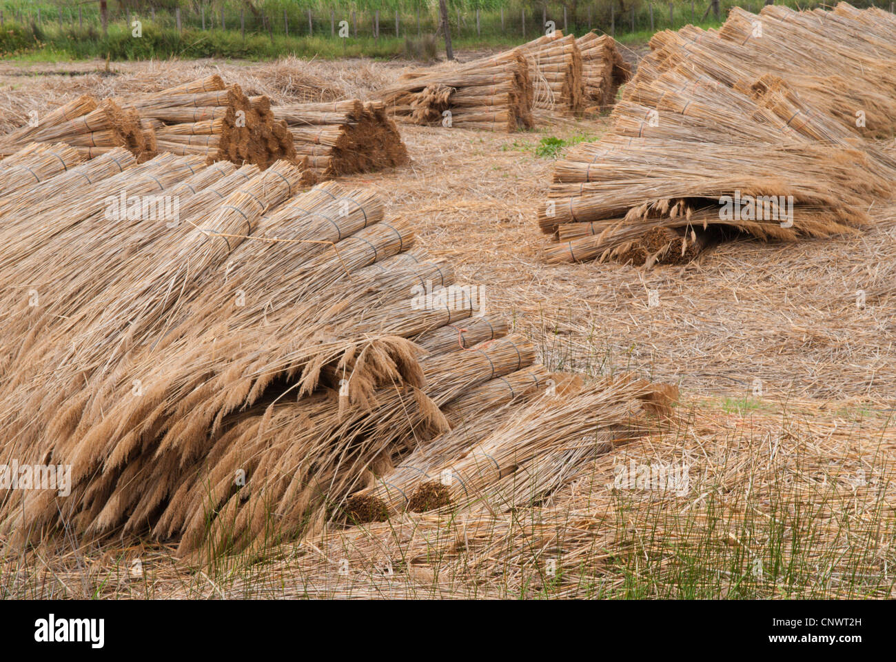 reed bunches drying, used as building material, France, Camargue Stock Photo