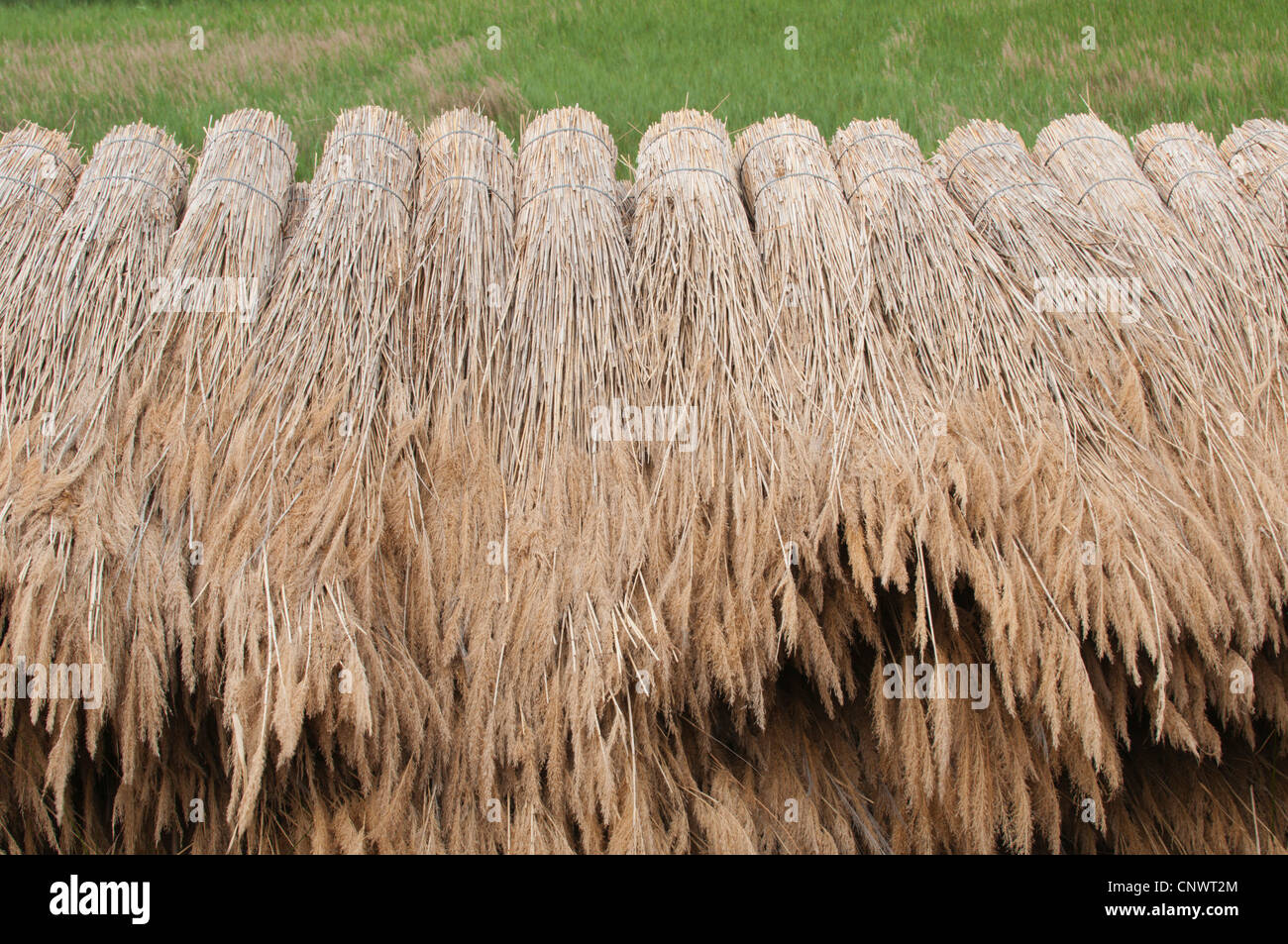 reed bunches drying, used as building material, France, Camargue Stock Photo