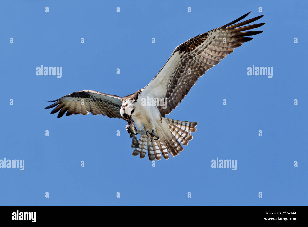 adult Osprey hovering in flight and eating a fish Stock Photo