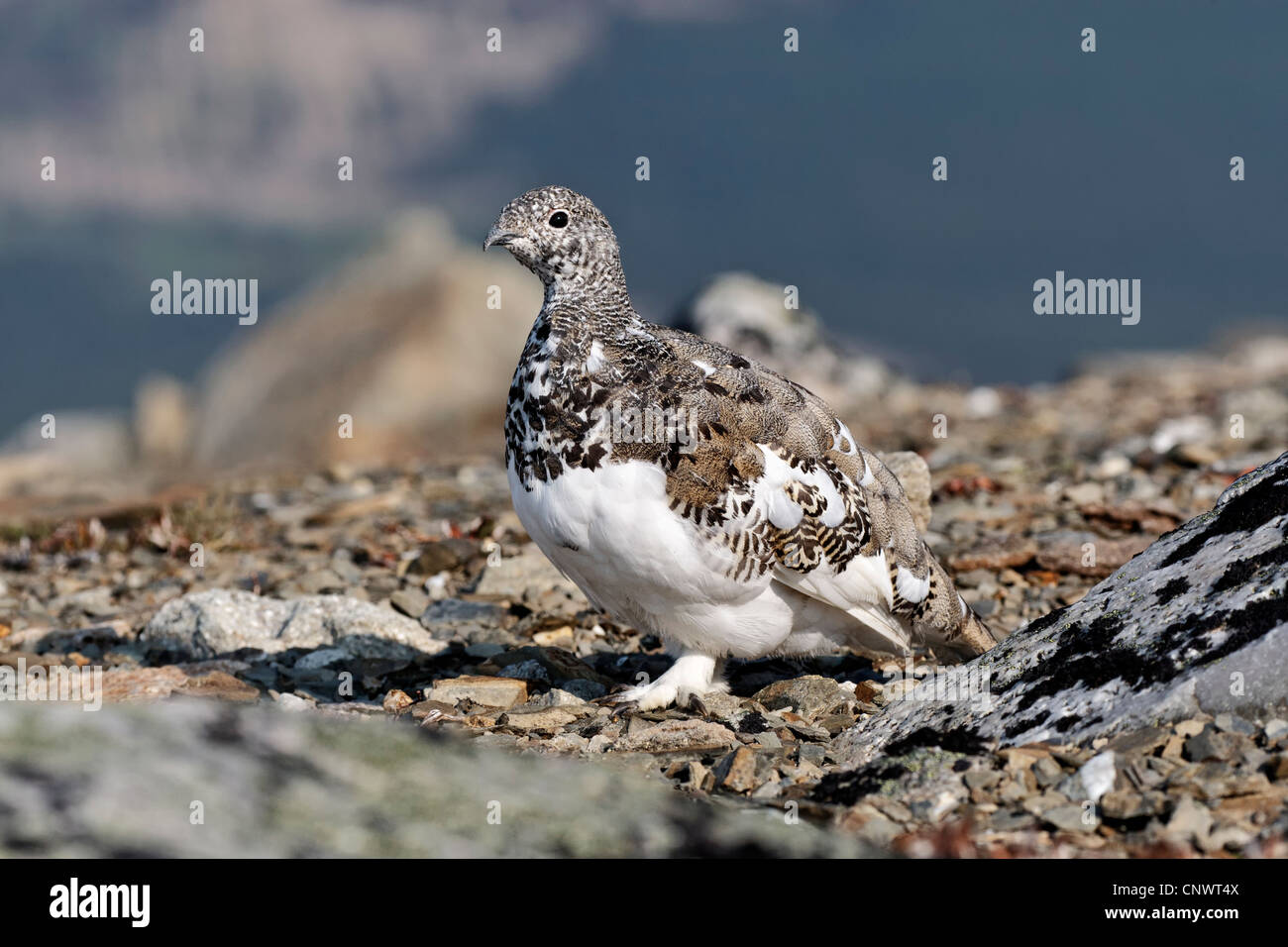 White tailed Ptarmigan in moult summer plumage on Jaspers Whistler mountain Stock Photo