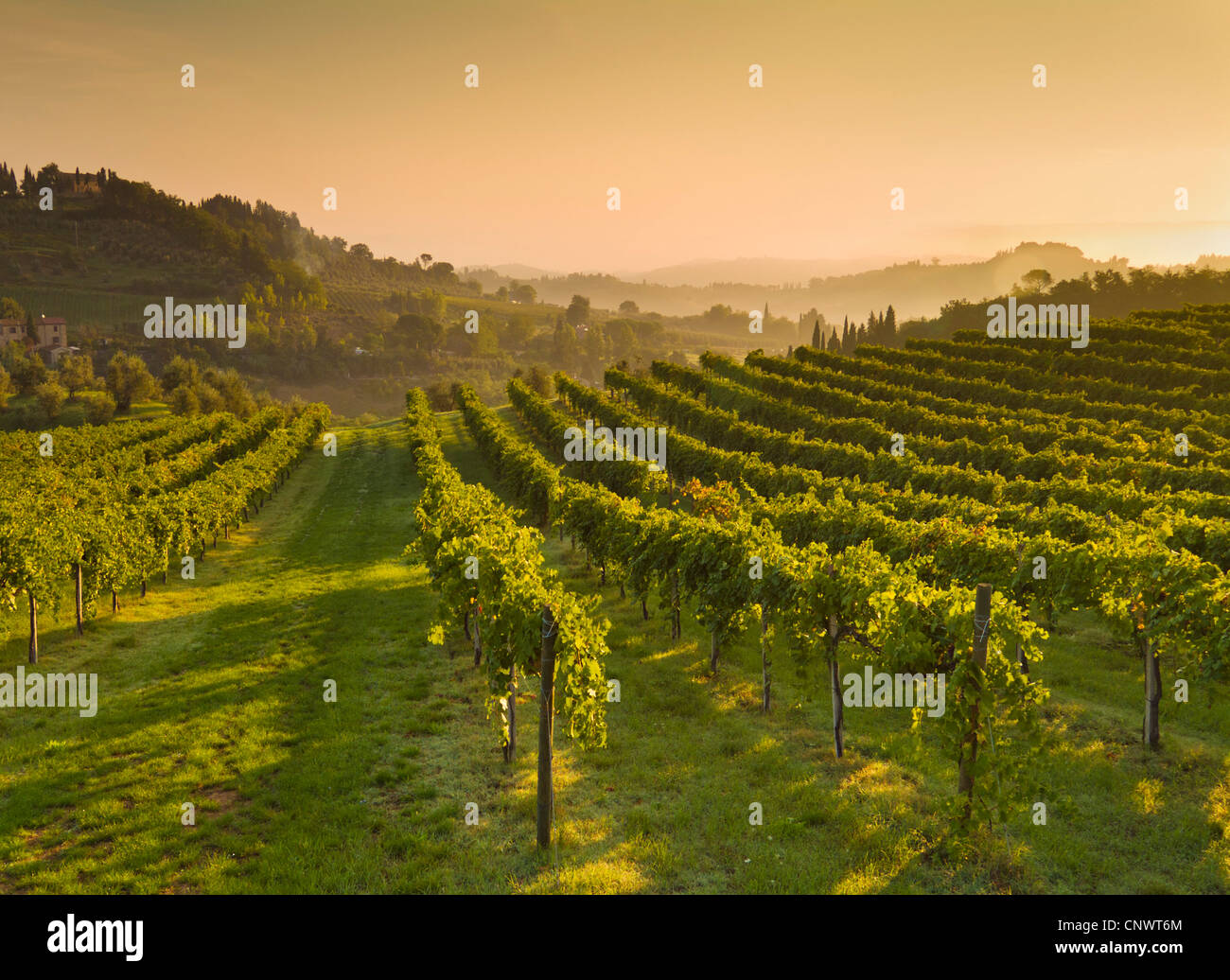 San Gimignano Tuscany vineyard Misty morning rows of vines in vineyard near San Gimignano Tuscany Italy EU Europe Stock Photo