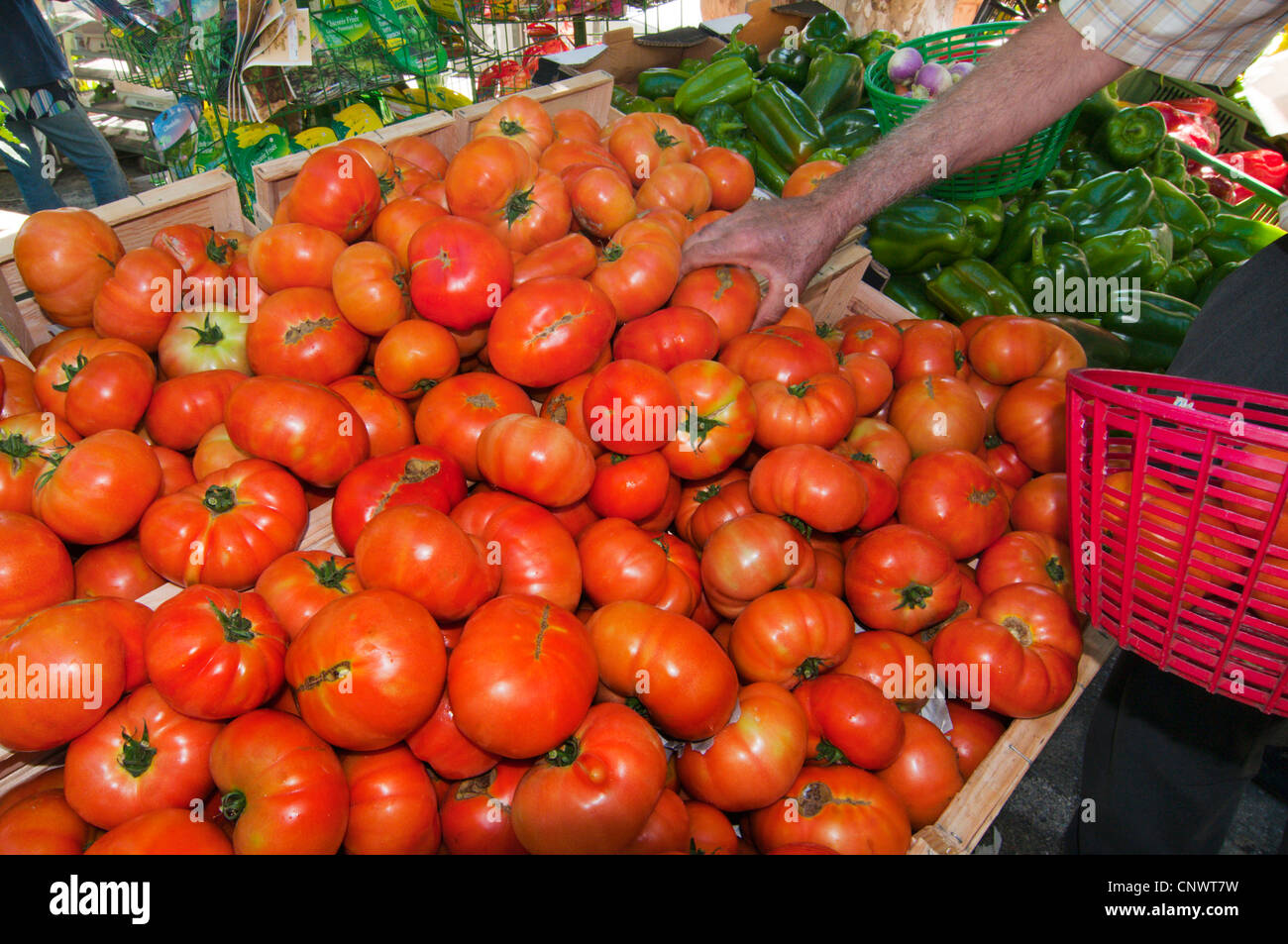 man buying tomatoes at the weekly market, France, LanguedocRoussillon