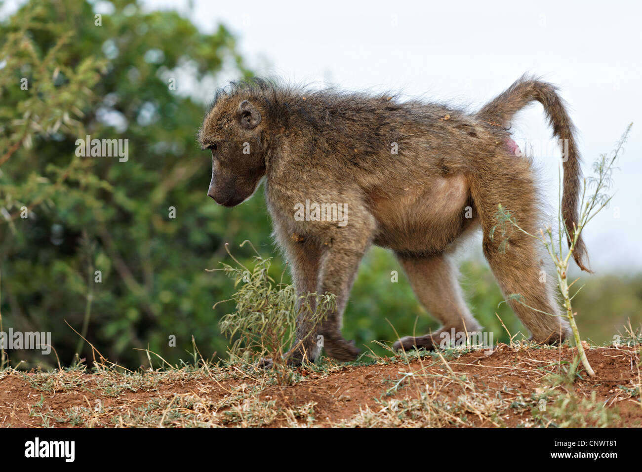 Baboon ( Papio ursinus ) walking on top of a hill , Kruger National Park, South Africa Stock Photo