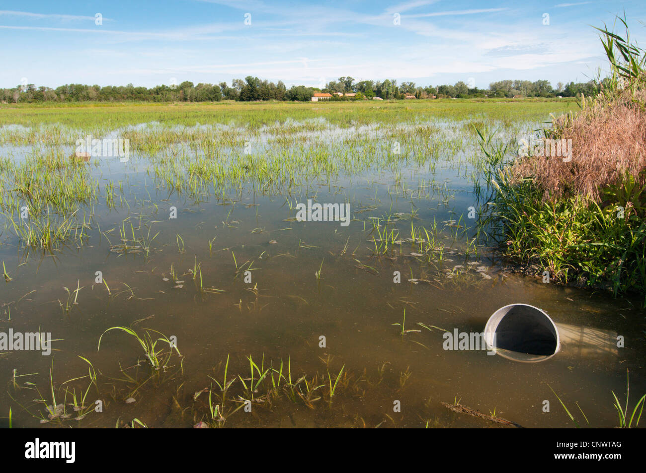 rice cultivation in the Camargue, France, Bouches-du-Rhne, Provence-Alpes-Cote d'Azur, Camargue Stock Photo