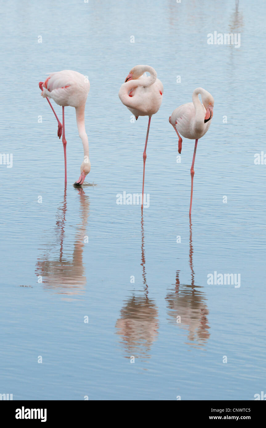 greater flamingo (Phoenicopterus roseus, Phoenicopterus ruber roseus), tree individuals standing on one leg in the water, resting, one foraging in the water, France, Camargue Stock Photo
