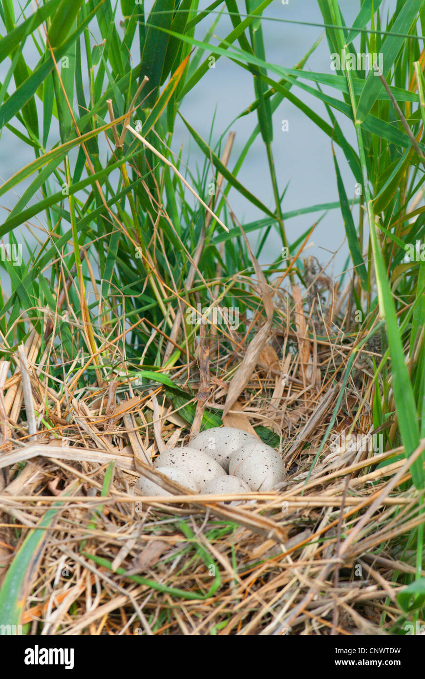 black coot (Fulica atra), nest with eggs, France, Camargue Stock Photo