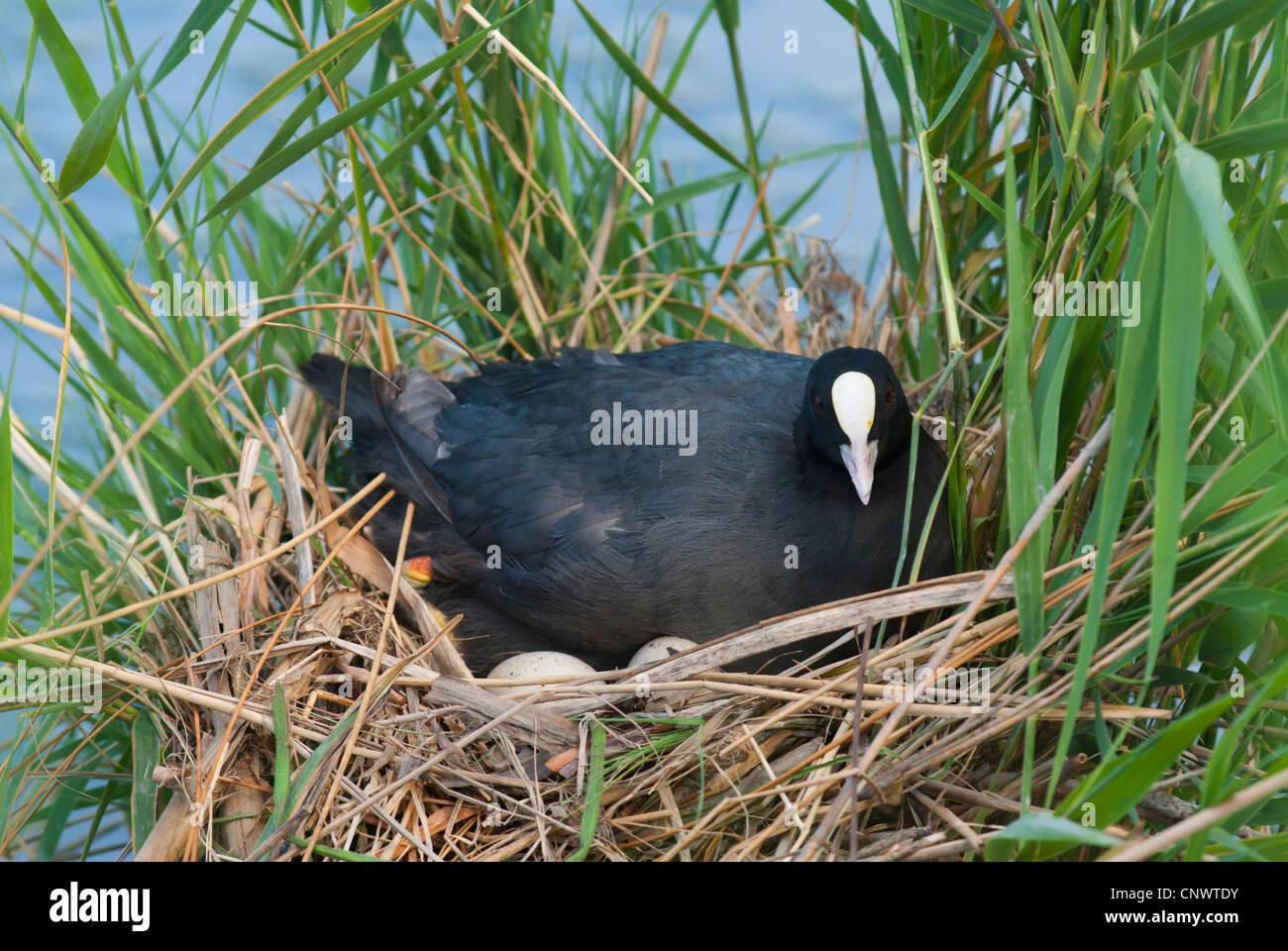 black coot (Fulica atra), sitting on its eggs, breeding, France, Camargue Stock Photo