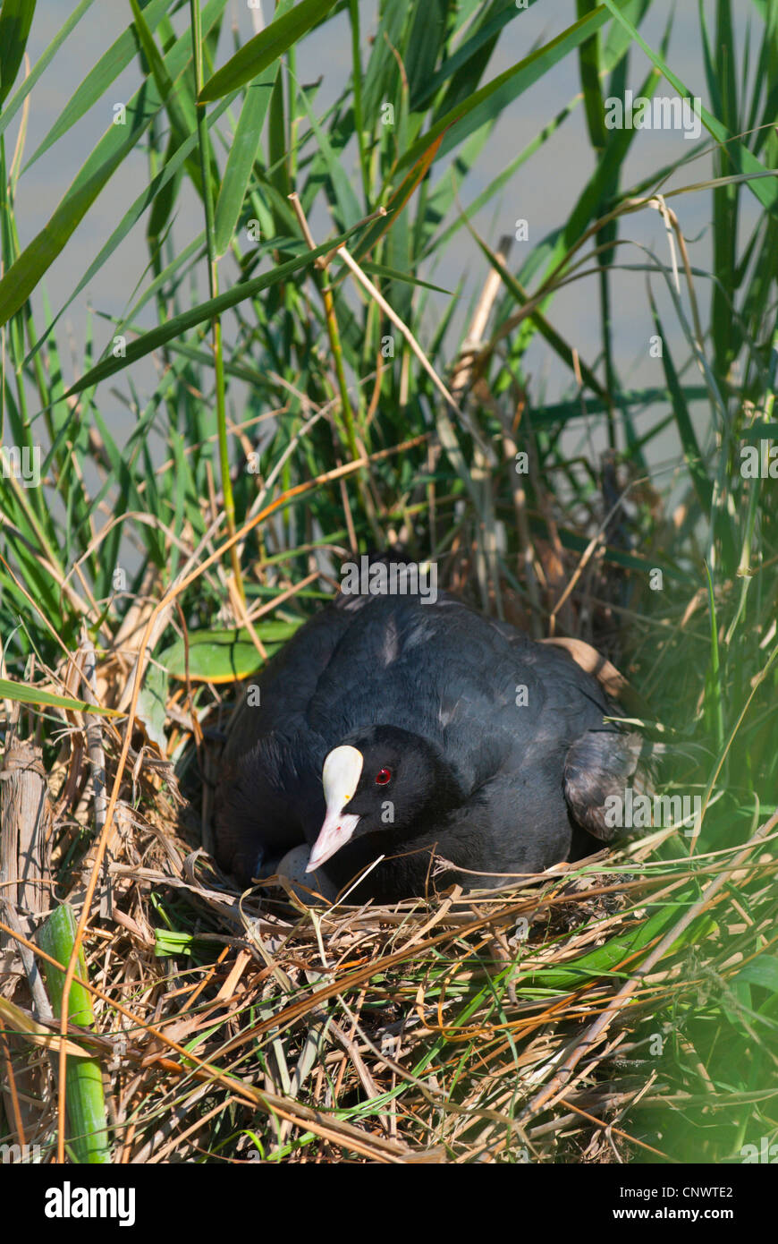 black coot (Fulica atra), sitting on its eggs, breeding, France, Camargue Stock Photo