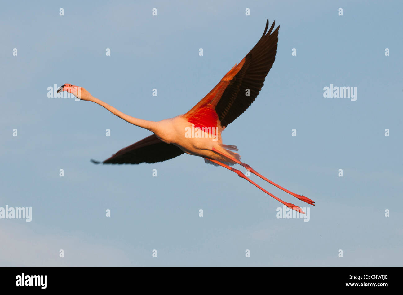 Flamingo wings black hi-res stock photography and images - Alamy