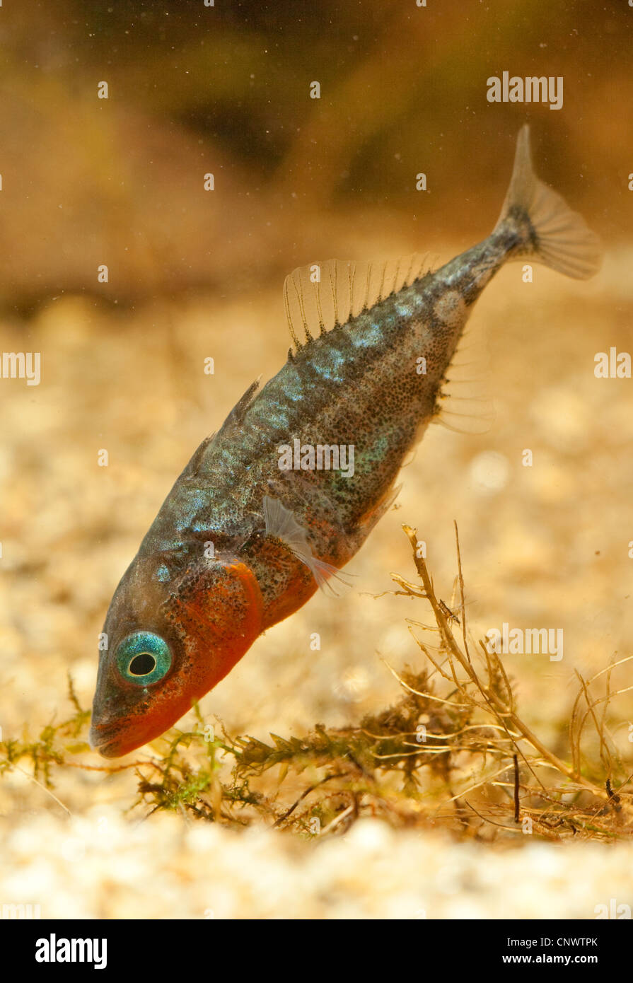 three-spined stickleback (Gasterosteus aculeatus), male in nuptial colouration builigt a nest, Germany Stock Photo