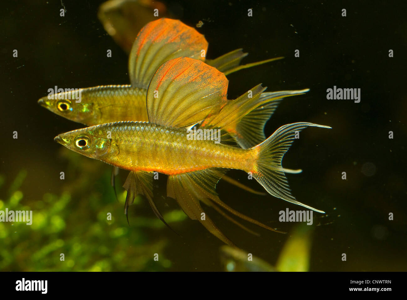 threadfin rainbow, threadfin rainbowfish (Iriatherina werneri), impressing behaviour of males Stock Photo