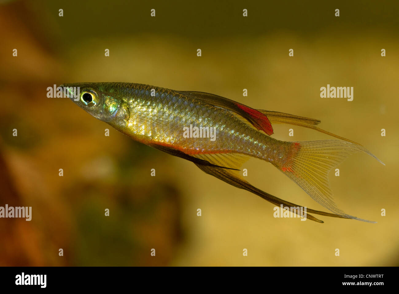 threadfin rainbow, threadfin rainbowfish (Iriatherina werneri), male Stock Photo