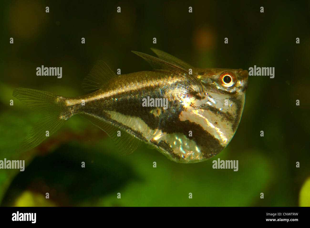 marbled hatchetfish (Carnegiella strigata), lateral view Stock Photo