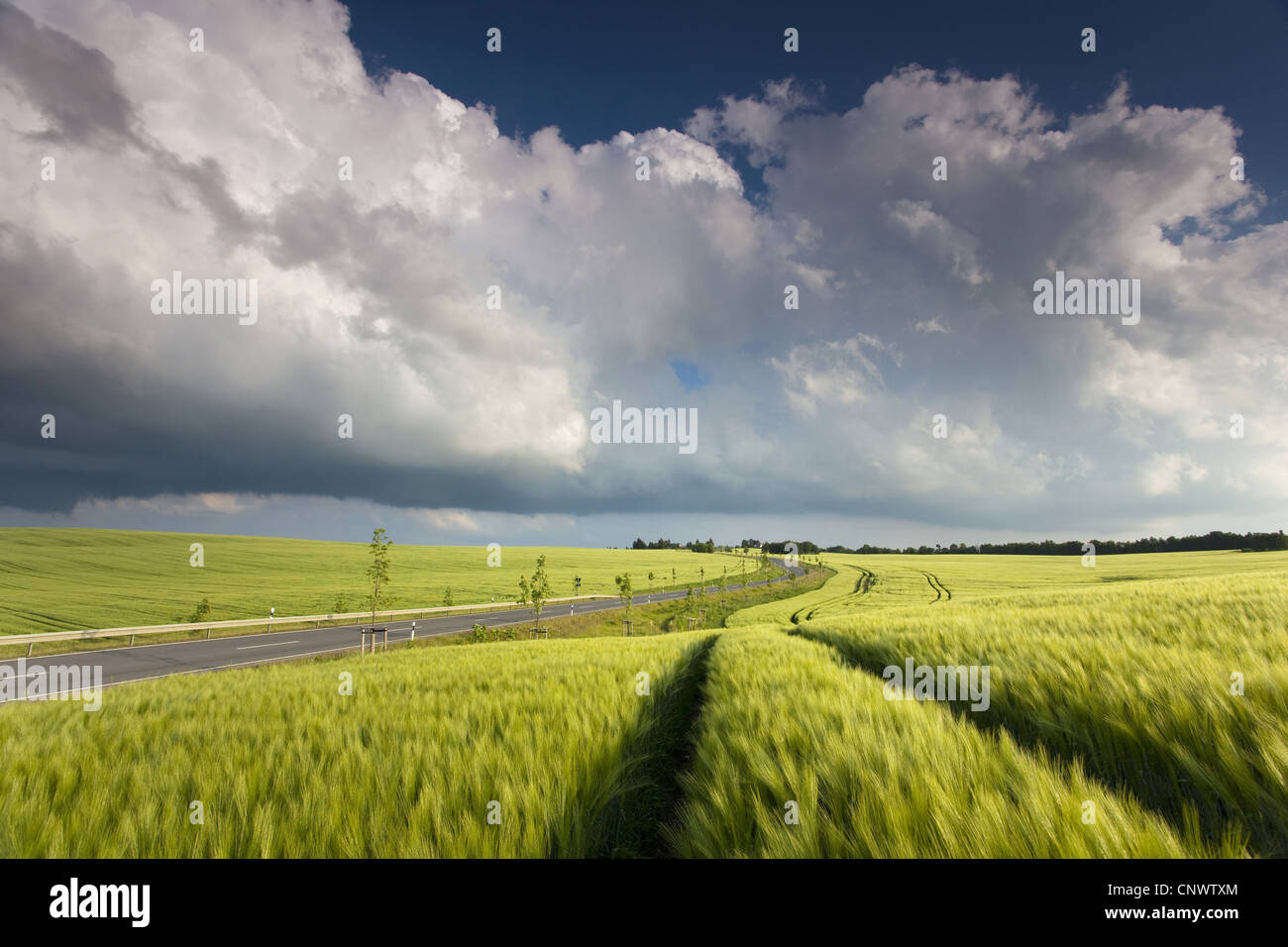 cornfield at a country road with rain clouds, Germany, Saxony, Vogtlaendische Schweiz Stock Photo
