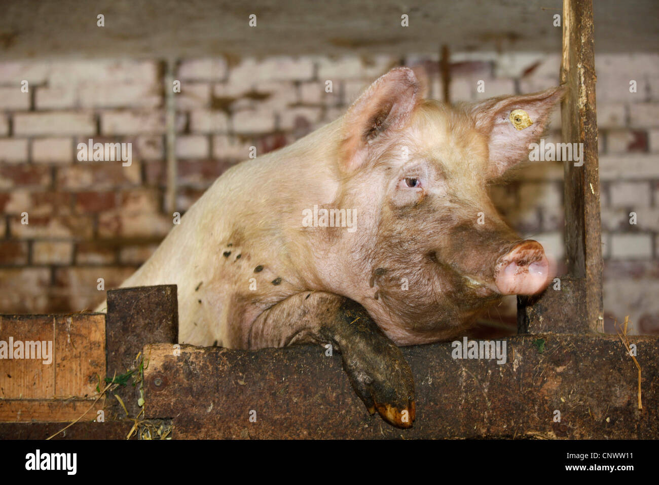 domestic pig (Sus scrofa f. domestica), standing on the hind legs, looking over the concrete wall of its box, Germany, Vogtlaendische Schweiz Stock Photo