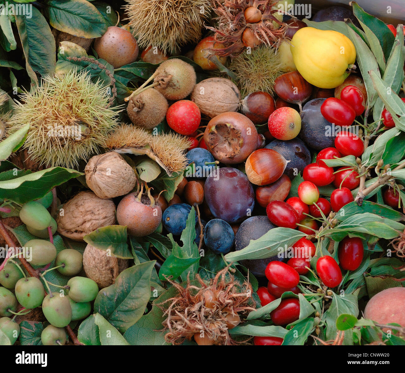 fruits and nuts from the garden Stock Photo