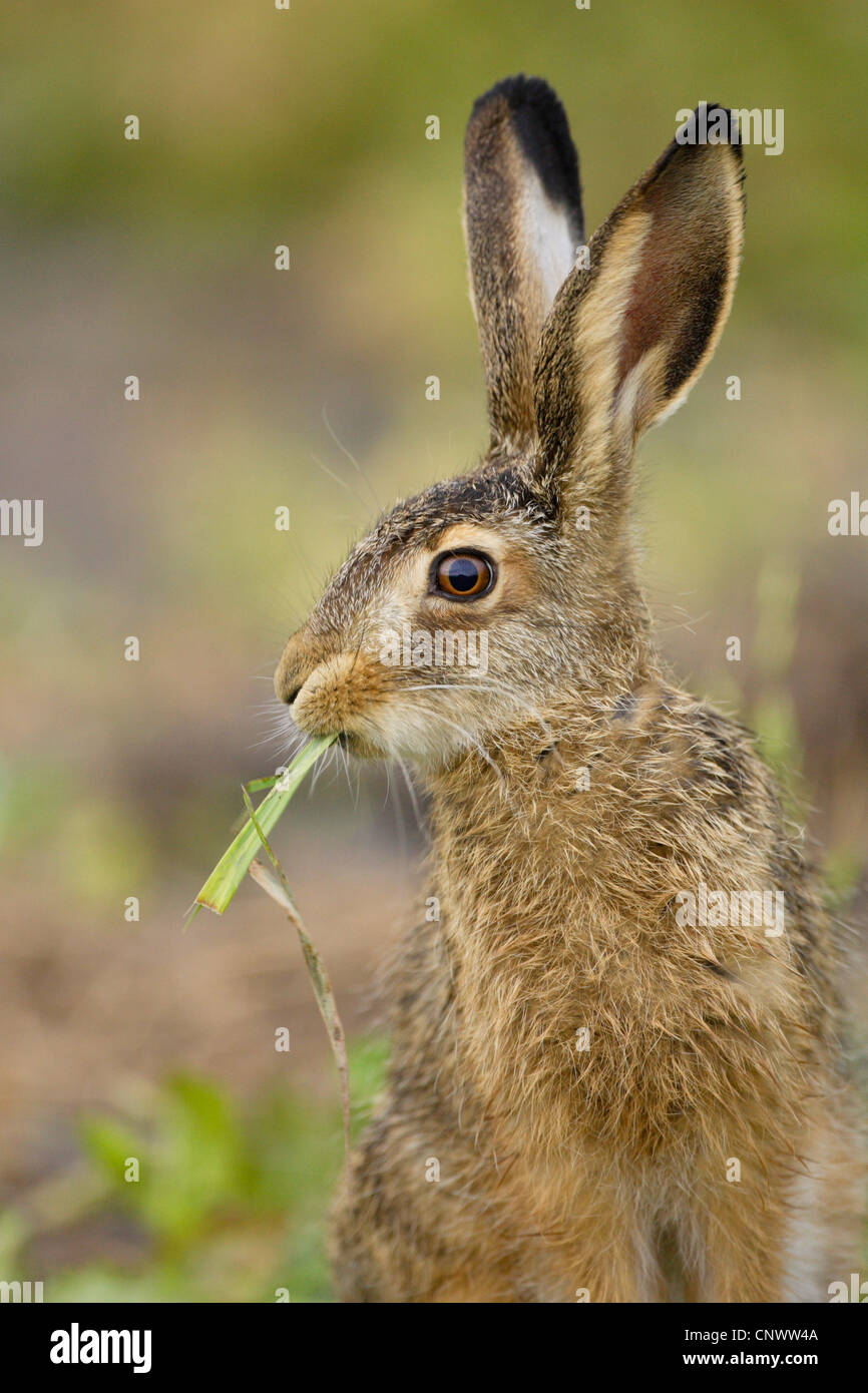 European hare (Lepus europaeus), potrait, Austria Stock Photo
