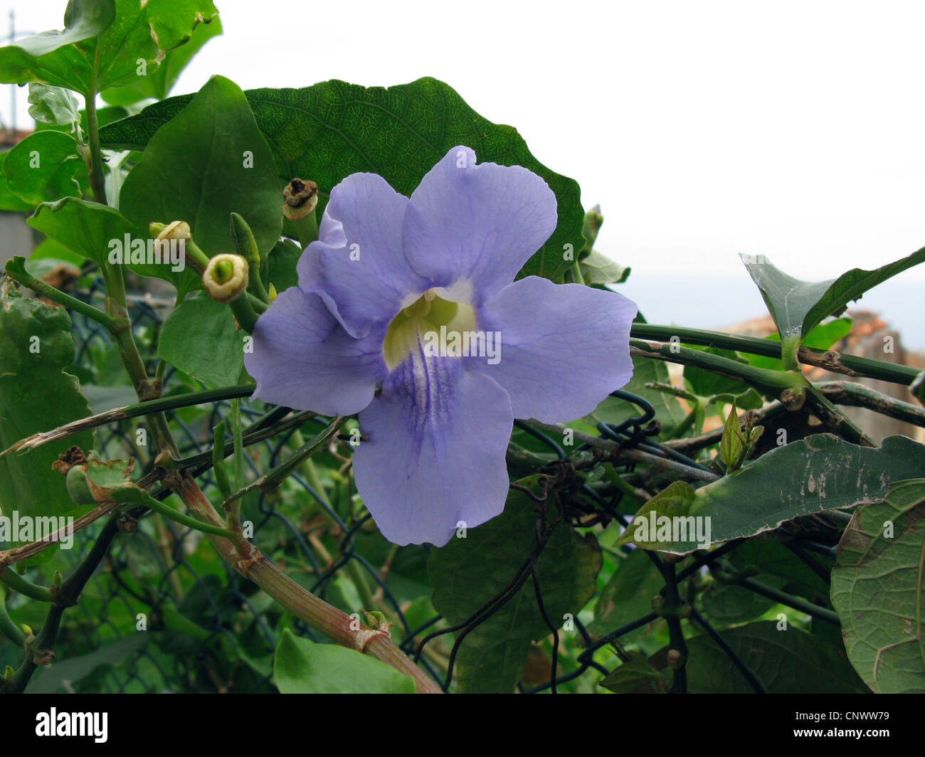Thunbergia grandiflora (Thunbergia grandiflora), flower, Canary Islands, Gomera Stock Photo