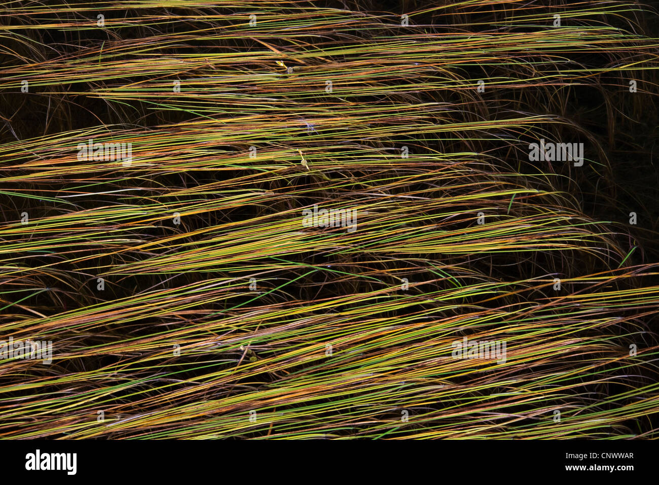 Leaves of Northern Bur-Reed (Sparganium hyperboreum) floating in marshland, Greenland Stock Photo