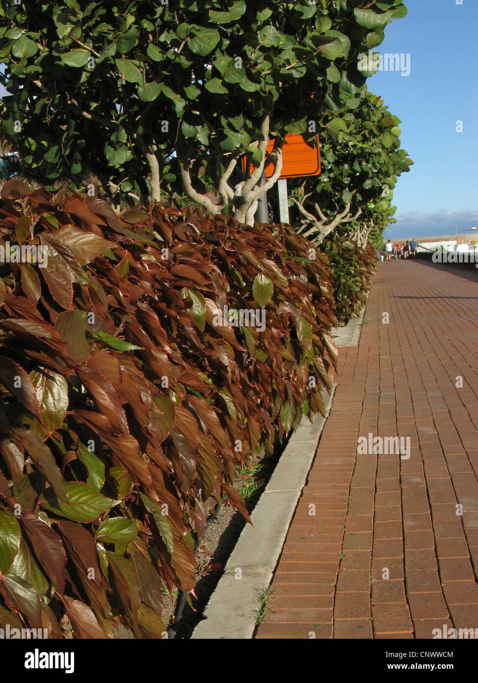 Copper Leaf, Beefsteak Plant (Acalypha wilkesiana ), hedge, Canary Islands, Gomera, San Sebastian Stock Photo