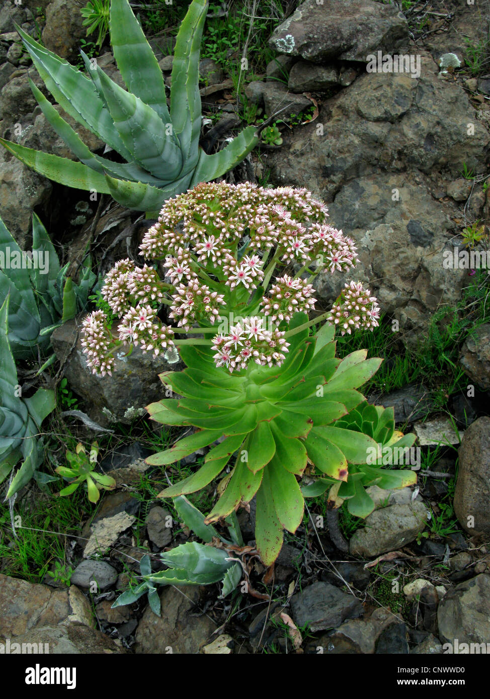 Aeonium (Aeonium urbicum), blooming, Canary Islands, Gomera Stock Photo