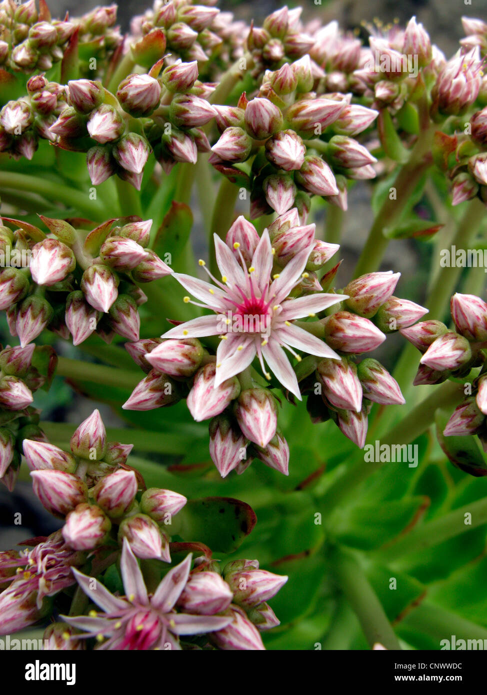 Aeonium (Aeonium urbicum), flower, Canary Islands, Gomera Stock Photo