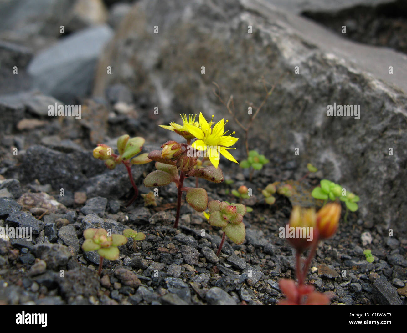 Aichryson (Aichryson punctatum), blooming, Canary Islands, Gomera Stock Photo