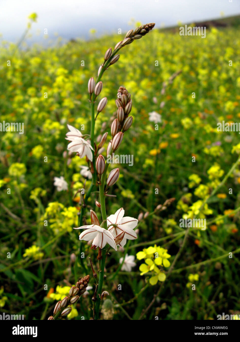 Onion weed hires stock photography and images Alamy