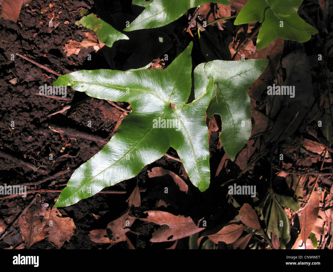 Asplenium hemionitis (Asplenium hemionitis), frond, Canary Islands, Gomera Stock Photo