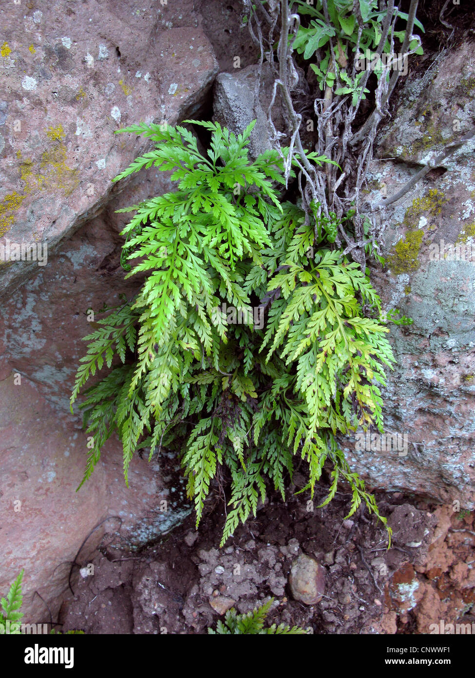 Asplenium onopteris (Asplenium onopteris), fronds in a rock crevice, Canary Islands, Gomera Stock Photo