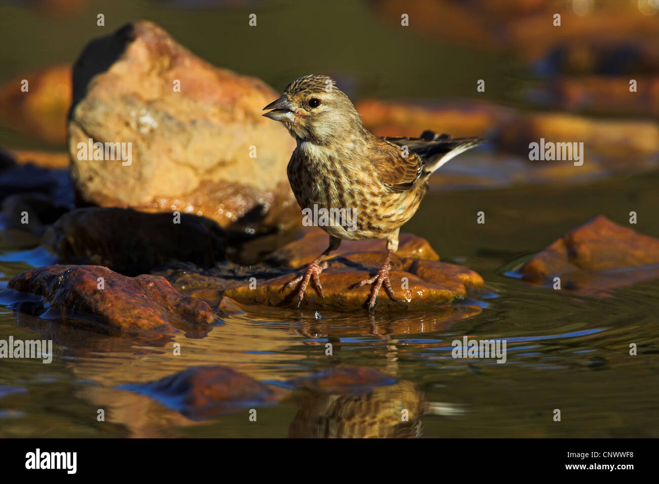 linnet (Carduelis cannabina, Acanthis cannabina), female sitting on a stone in a brook, Spain, Extremadura Stock Photo